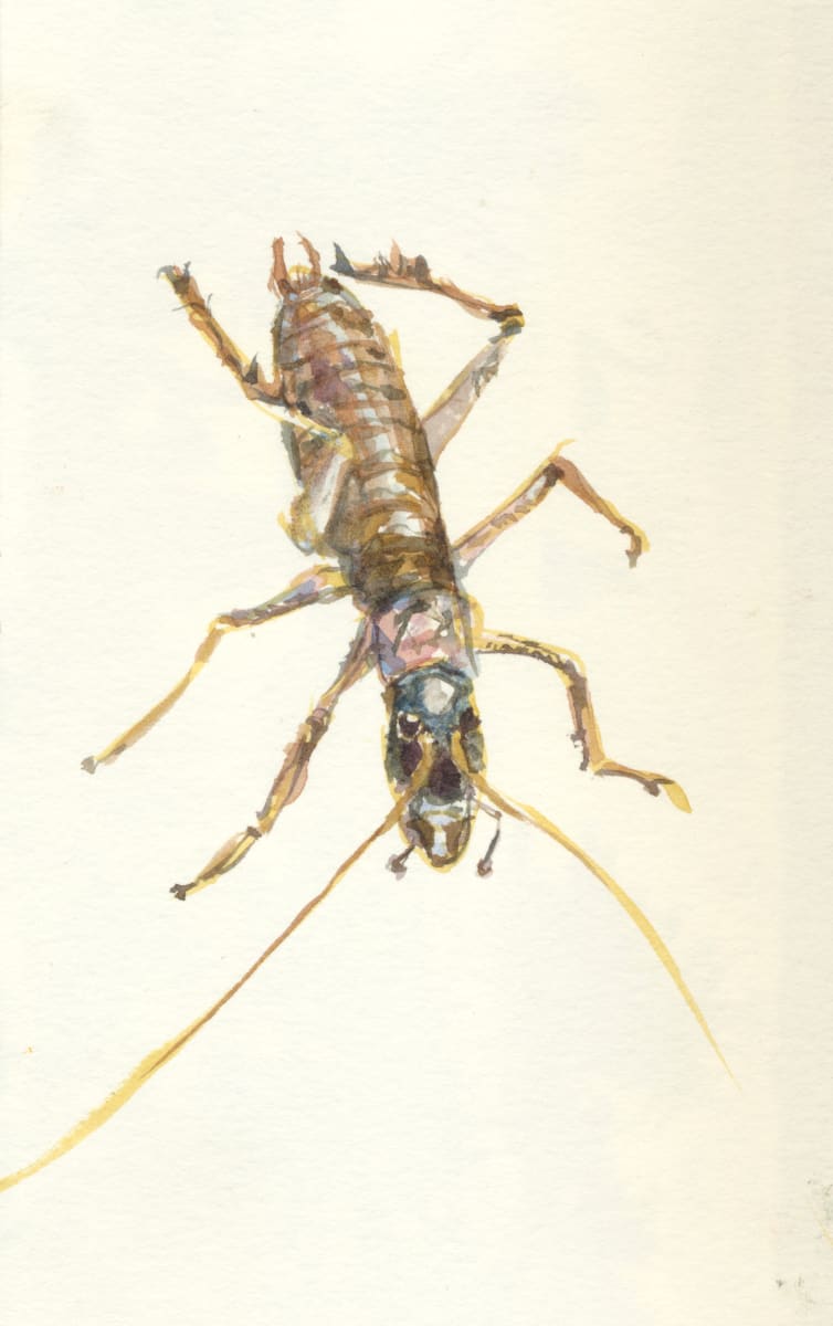 Tree wētā by Abby McBride 