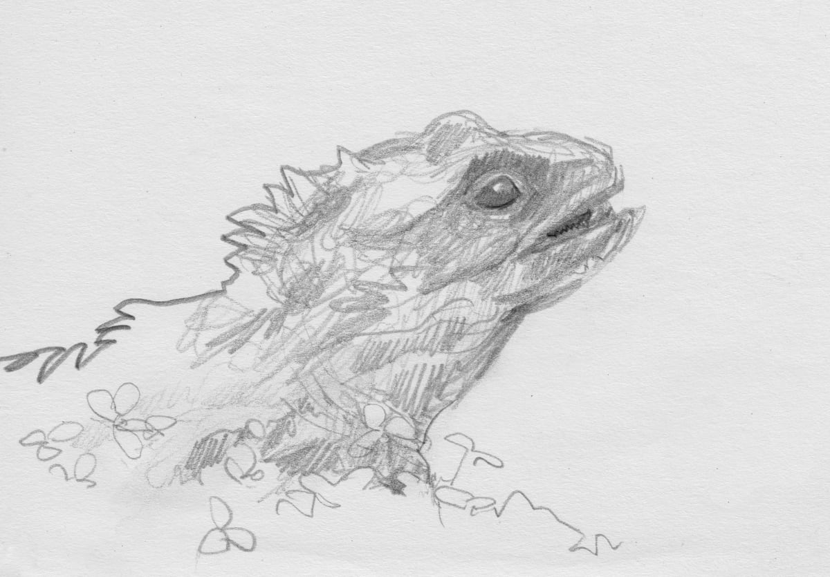 Tuatara, Image 9.