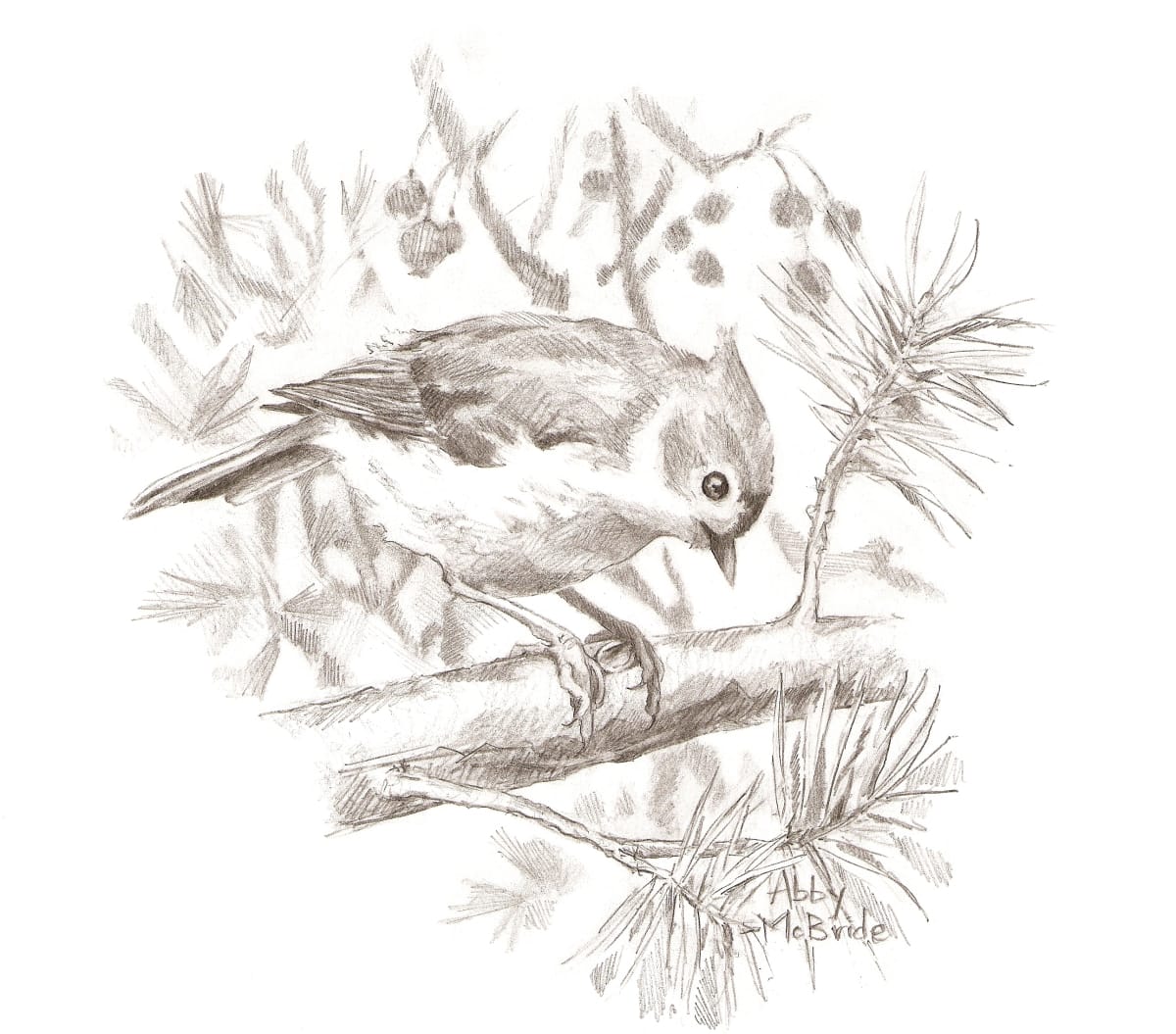Tufted Titmouse, Image 7.