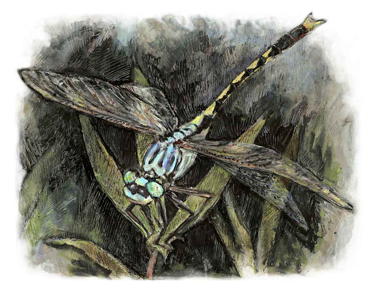 Unicorn Clubtail, Image 7.