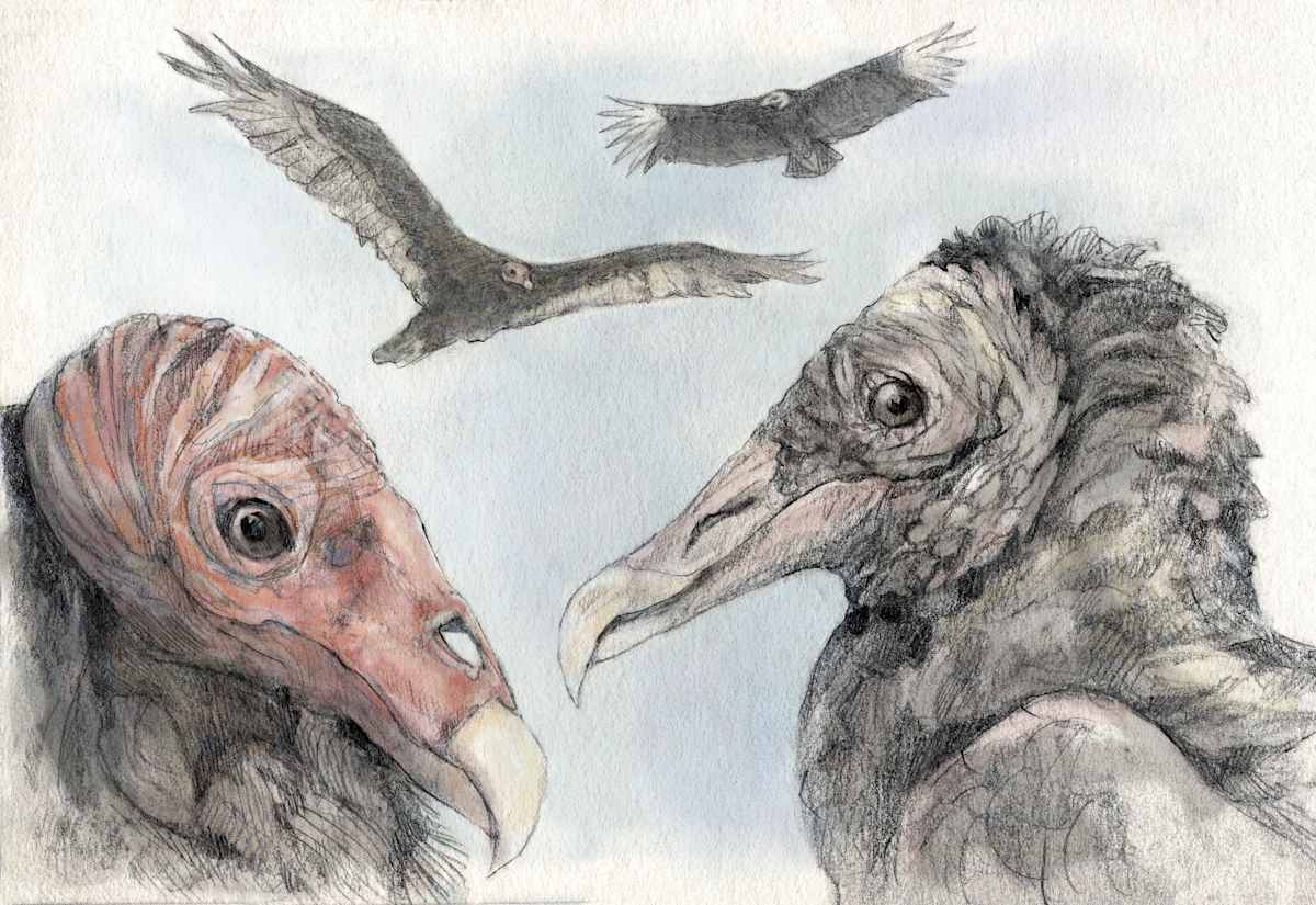 Turkey Vulture vs. Black Vulture, Image 1.