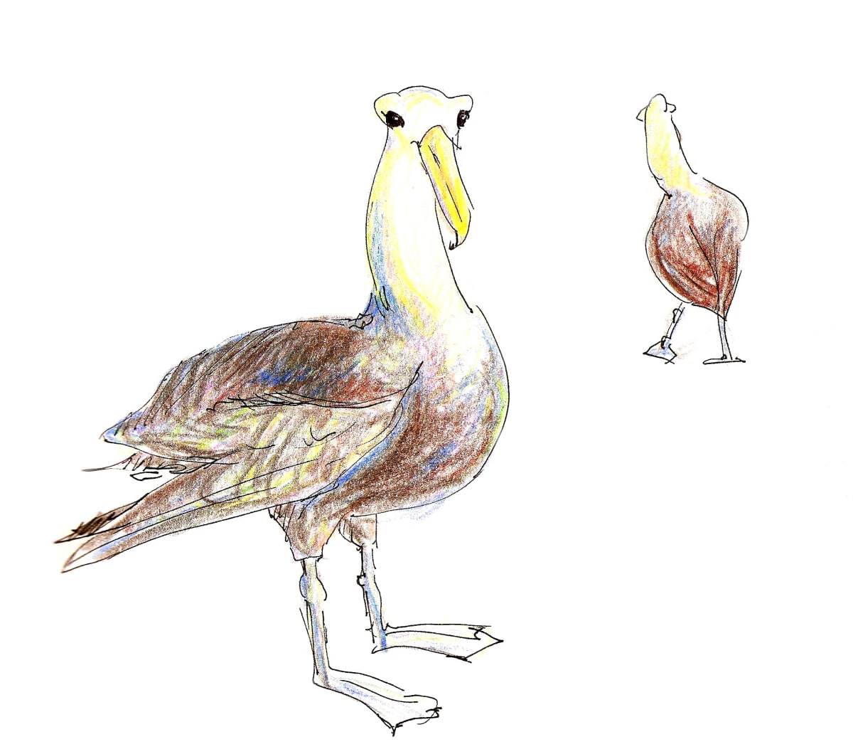 Waved albatross waddle by Abby McBride  Image: Field sketched on Isla Española, Galapagos (2009-10)