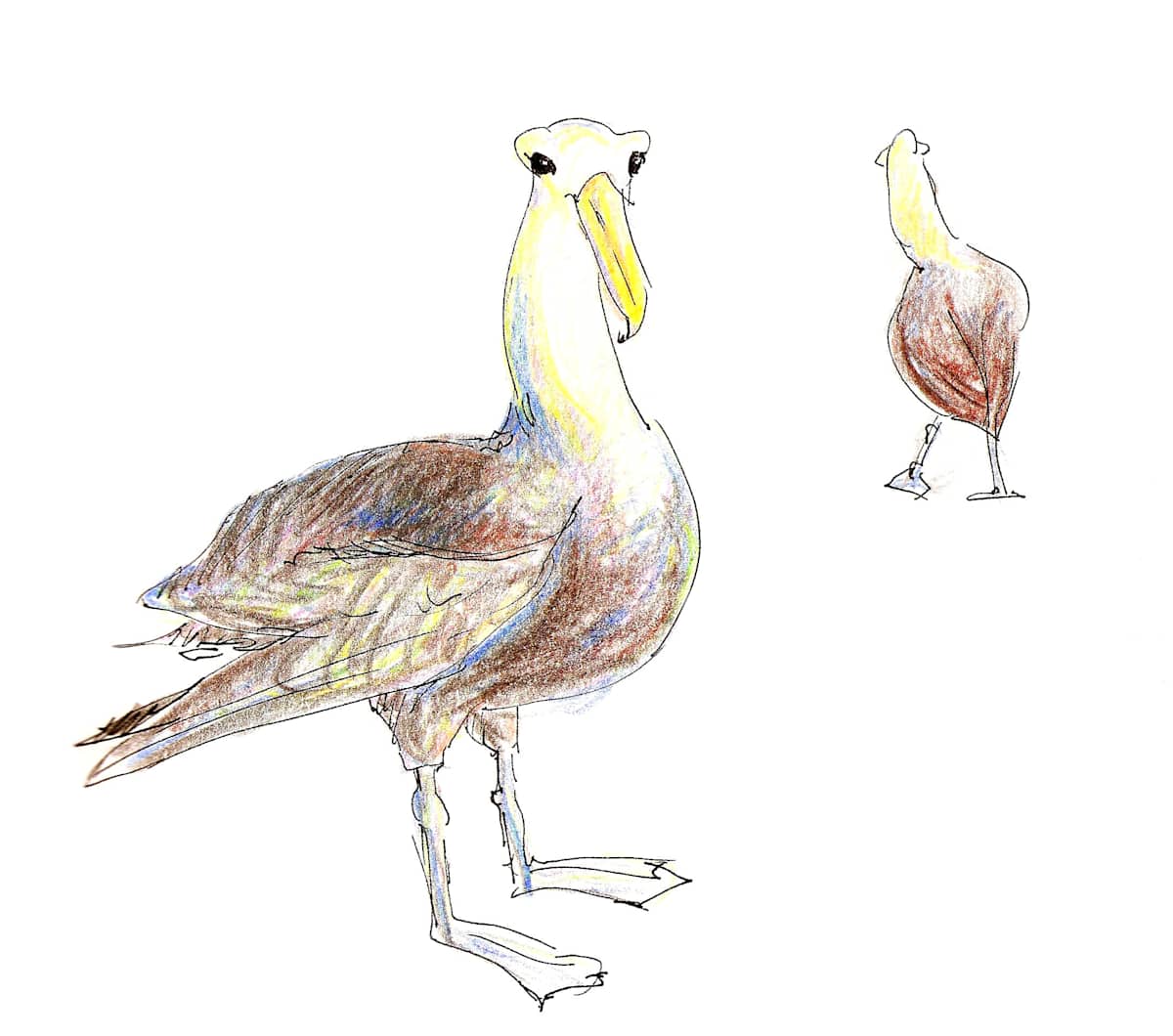 Waved albatross waddle by Abby McBride, Image 2.