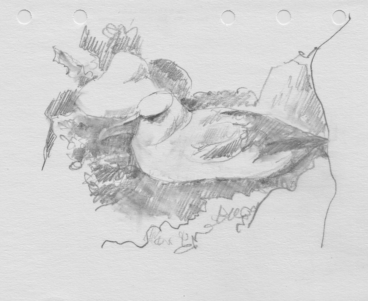 White-capped Albatross, Image 11.