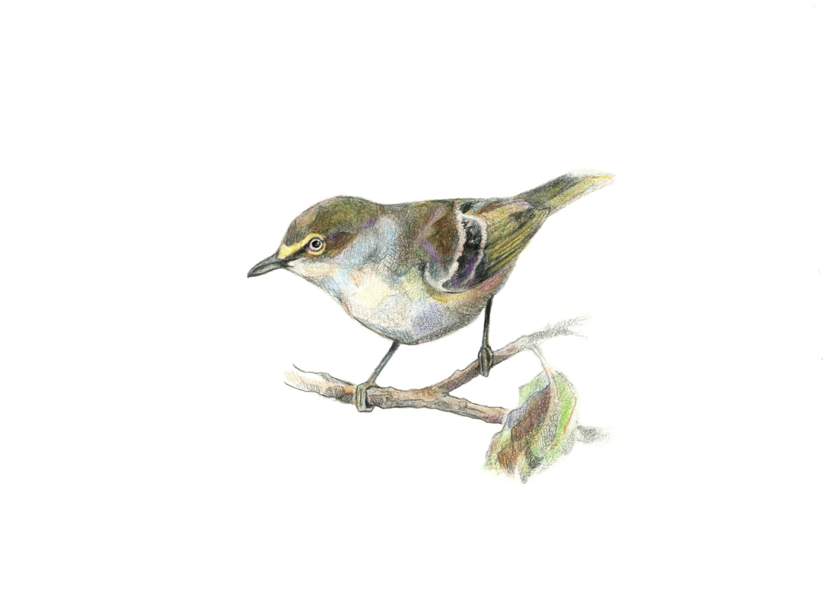 White-eyed Vireo by Abby McBride, Image 1.