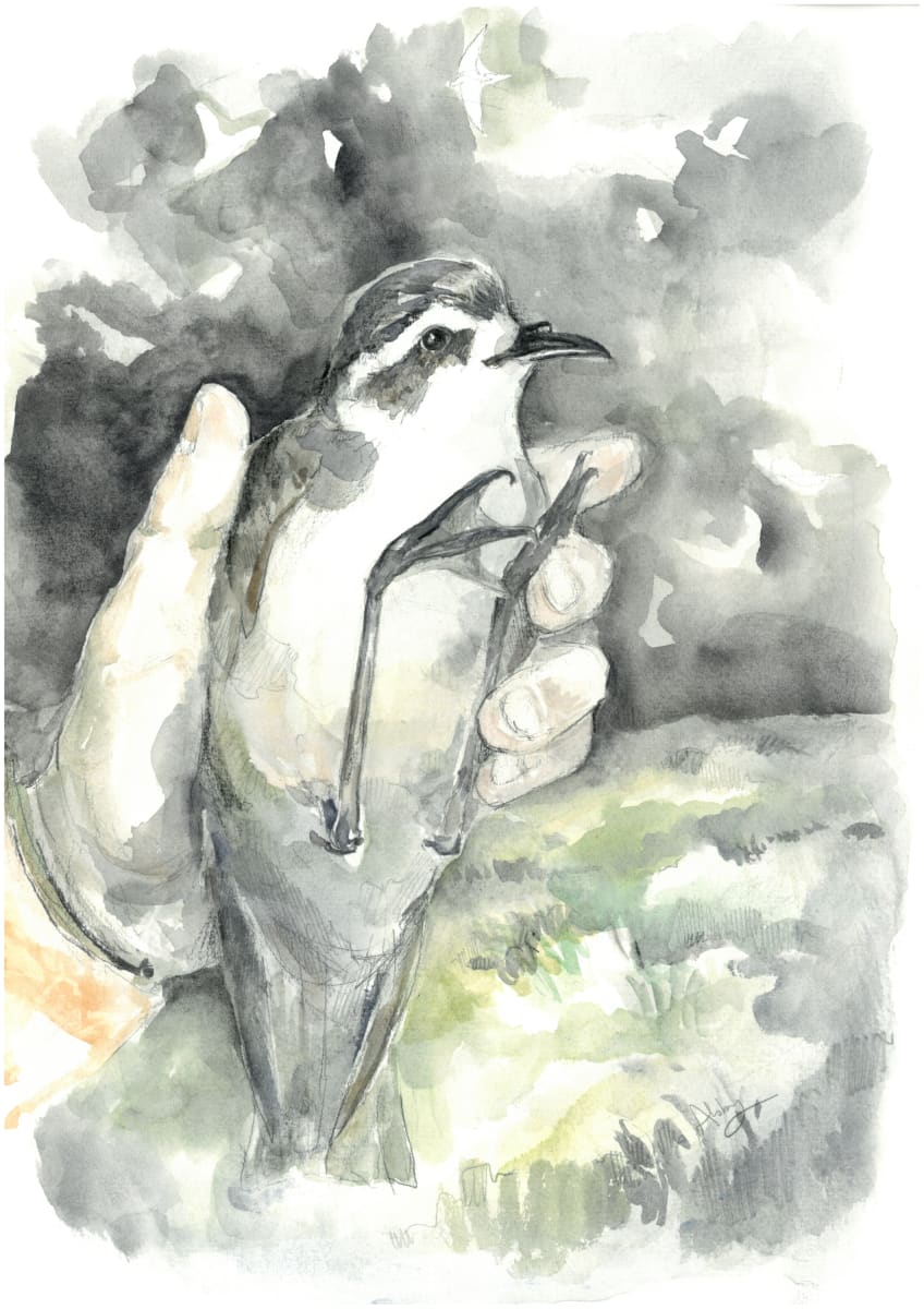 White-faced Storm-Petrel, Image 2.