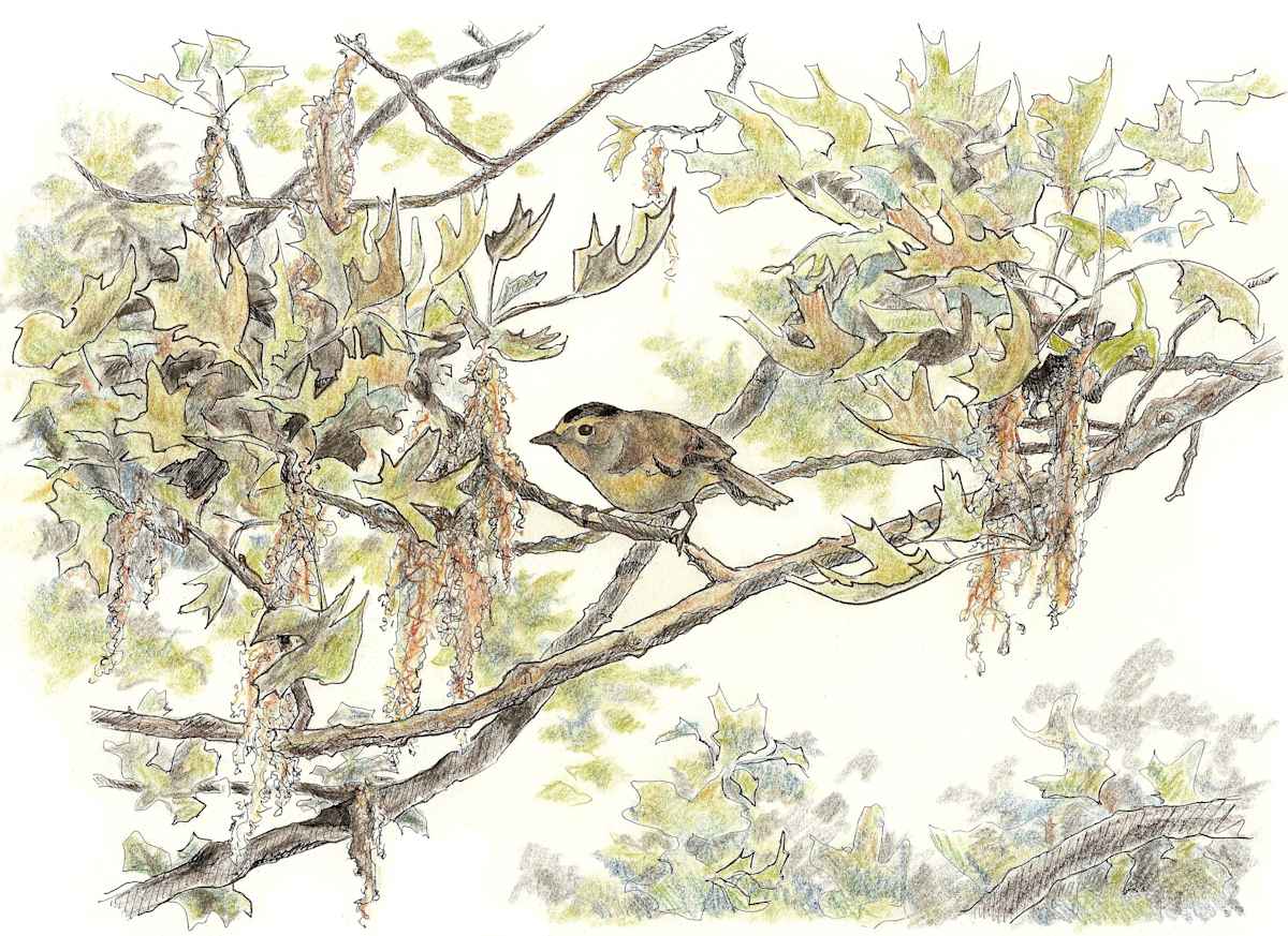 Wilson's Warbler, Image 1.