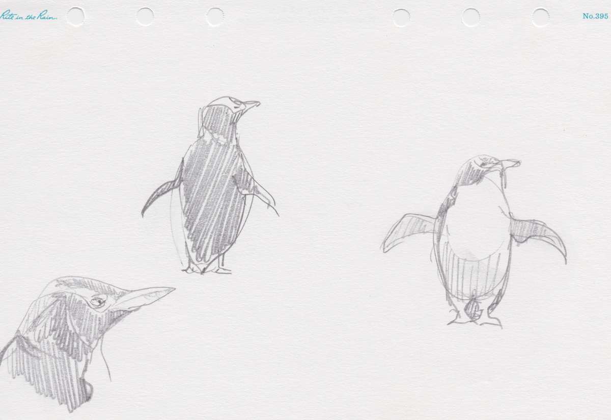 Yellow-eyed Penguins by Abby McBride, Image 2.