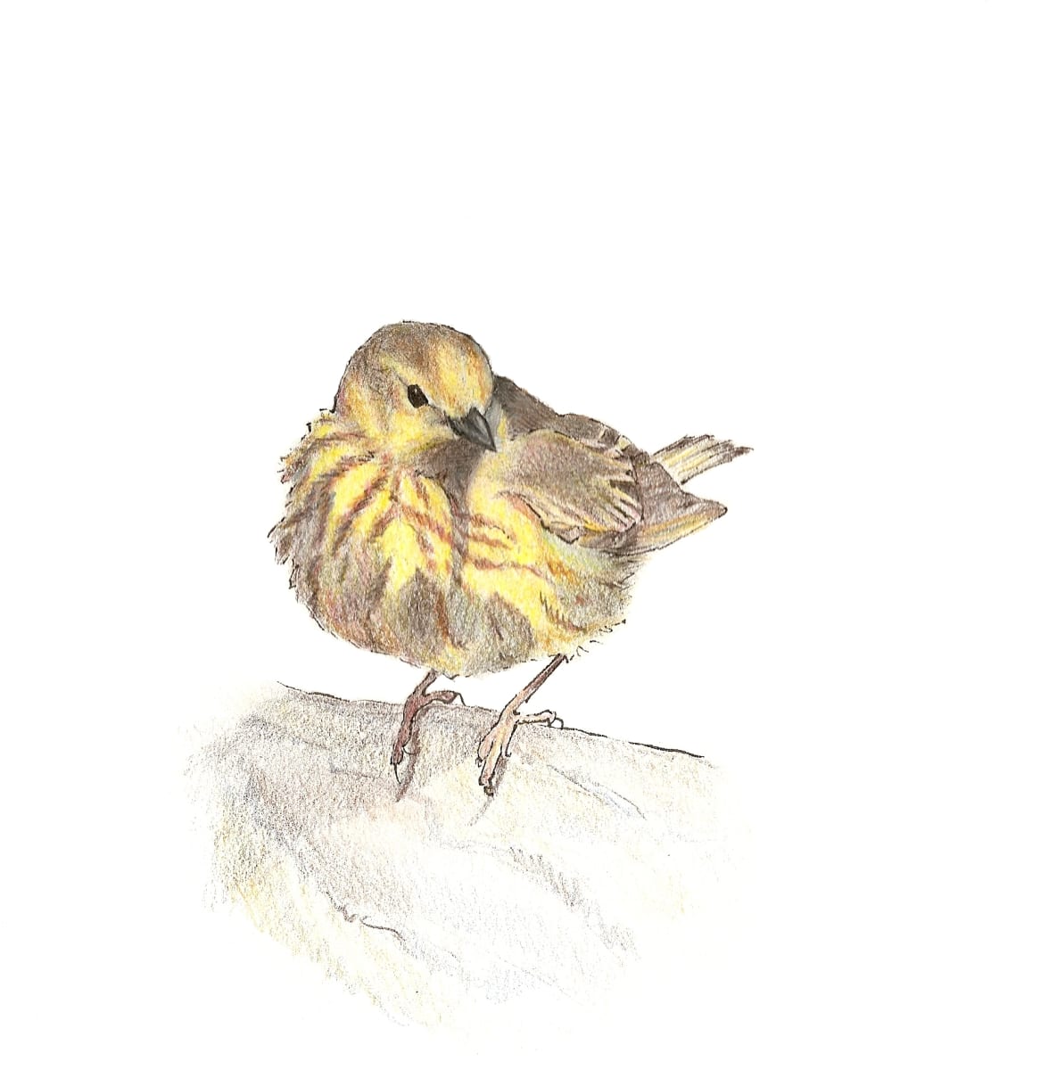 Yellow Warbler, Image 4.
