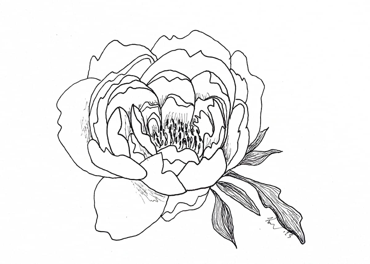 Peony by Kimberly McGraw Moore 