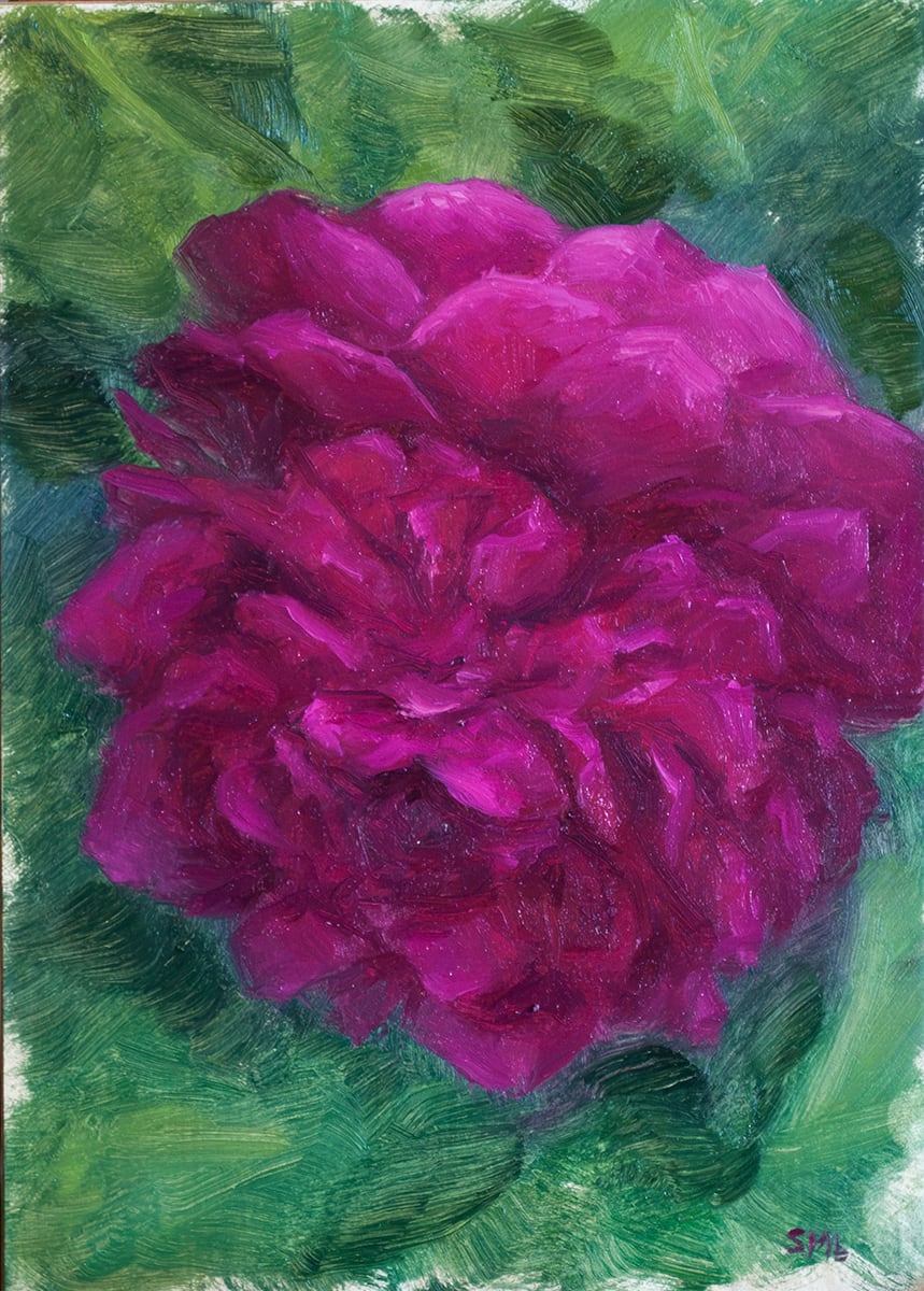Peony (Solstice Study) by Sarah Marie Lacy  Image: unframed