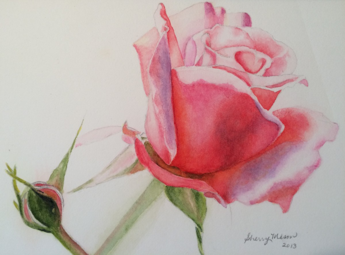 Redoute Rose Study by Sherry Mason  Image: Redoute Rose Study, 5" x 7" original watercolor, © Sherry Mason