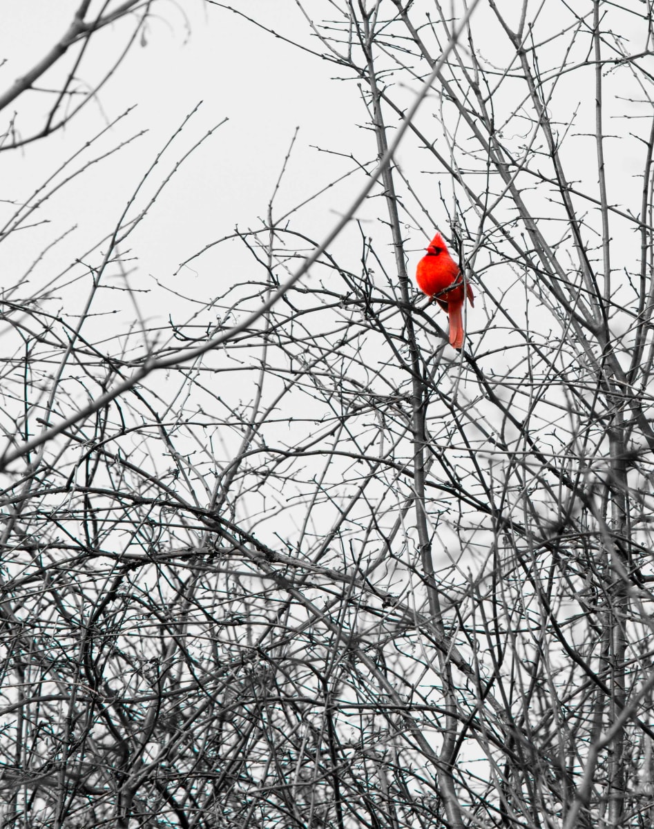 Cardinal Red by Ken Konjevich 