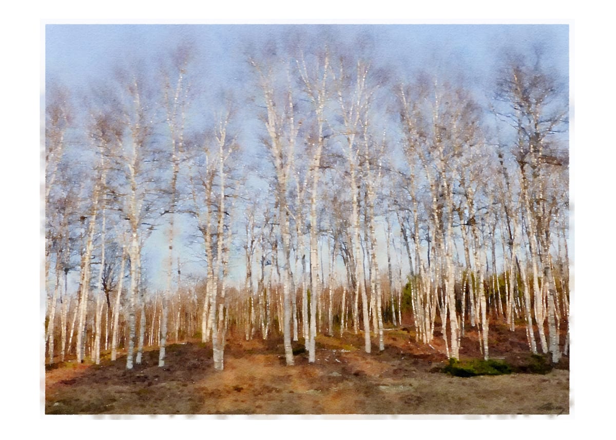 Birches, Maine by Anne M Bray 