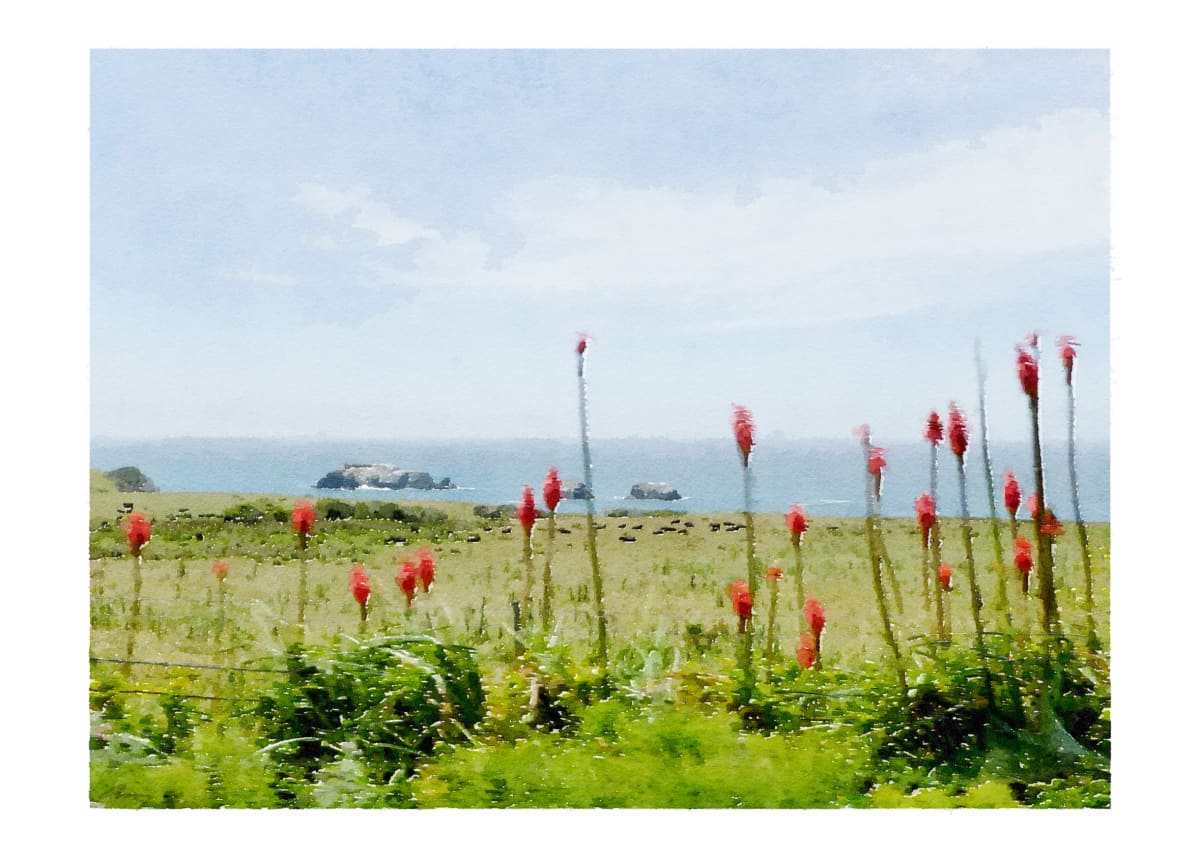 Torch Lilies, CA1, Mendocino County by Anne M Bray 