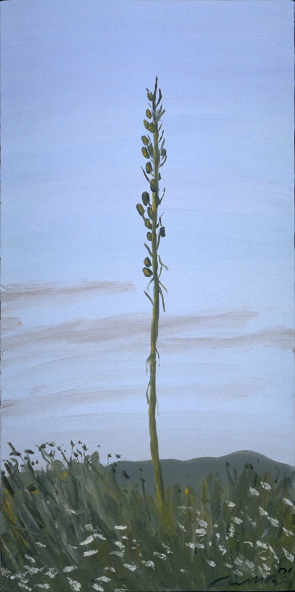 Yucca, 6.12 by Anne M Bray 