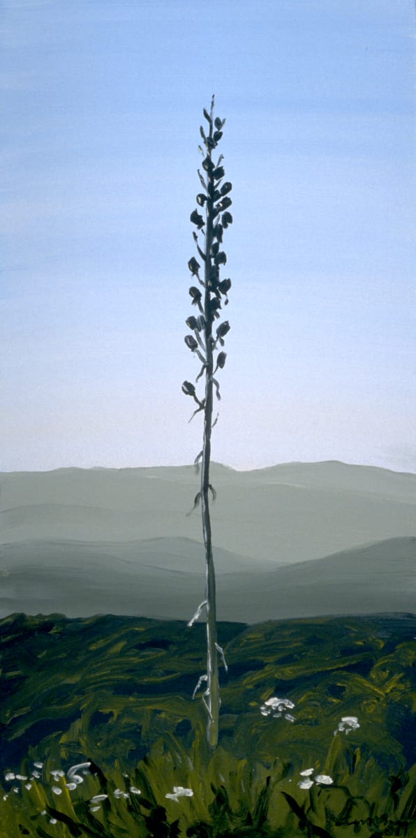 Yucca, 6.14 by Anne M Bray 