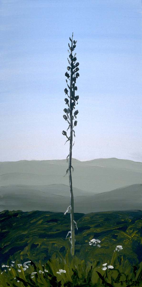 Yucca, 6.14 by Anne M Bray, Image 5.