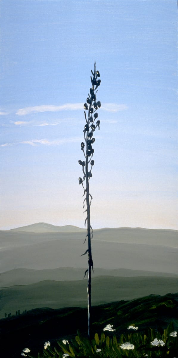 Yucca, 6.19 by Anne M Bray 