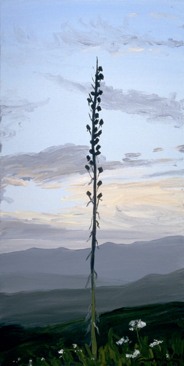 Yucca, 6.25 by Anne M Bray 