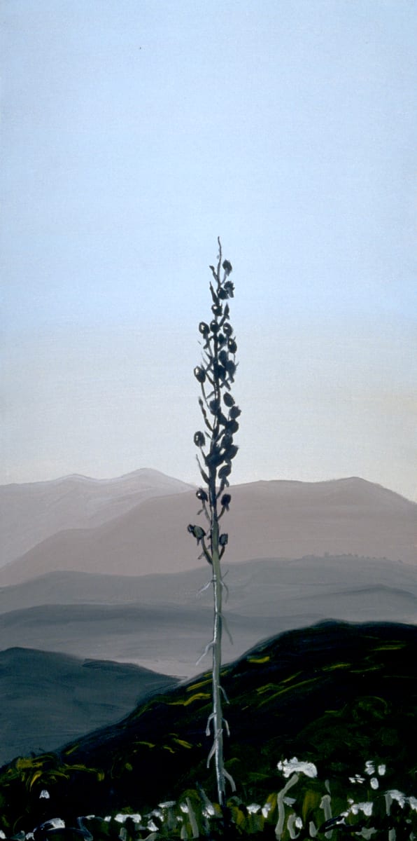 Yucca, 6.8 by Anne M Bray 