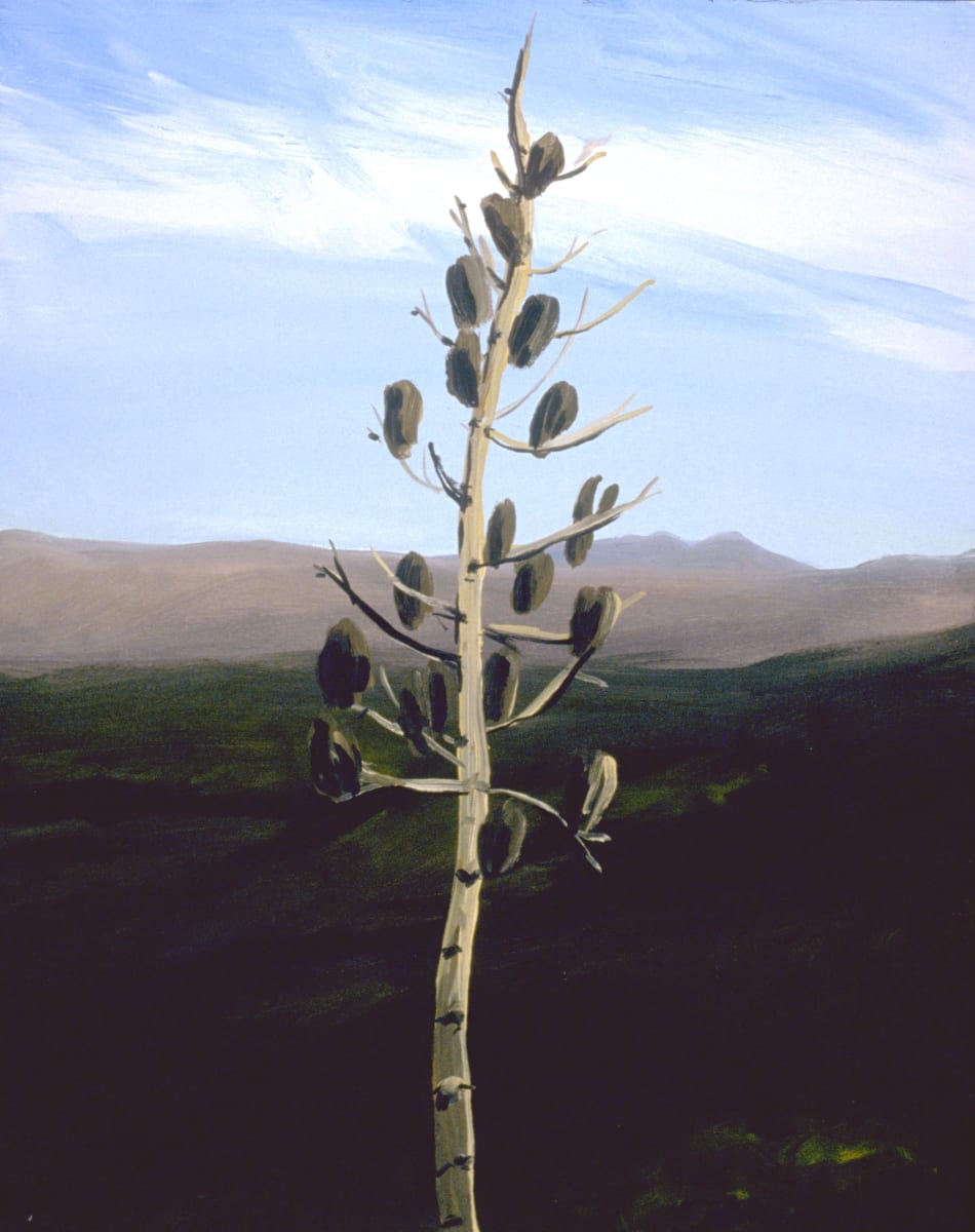 Yucca Portrait by Anne M Bray 