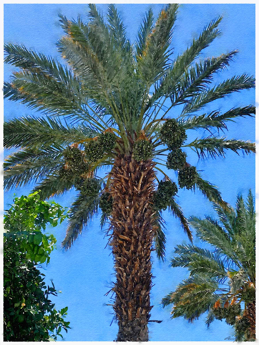Date Palm by Anne M Bray 