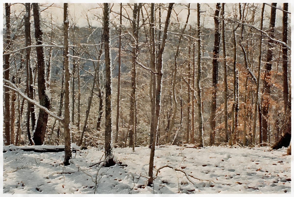 Winter Woods by Anne M Bray 