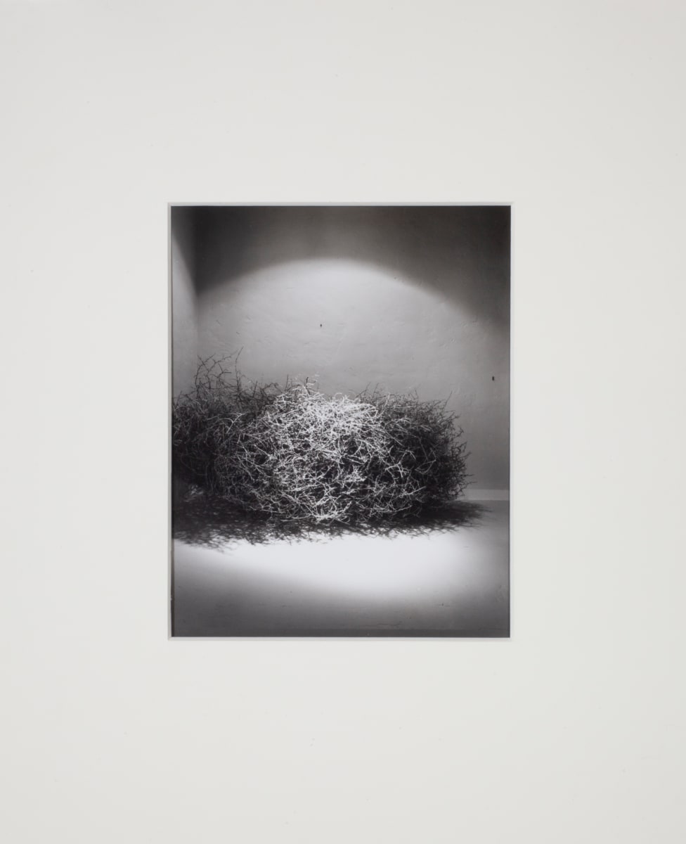 Untitled (Tumbleweed) by Leland Rice 