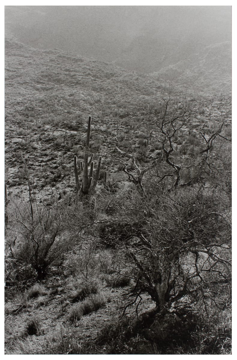 Untitled (#149 Saguaro National Monument, AZ) by Edward J. Ross II 