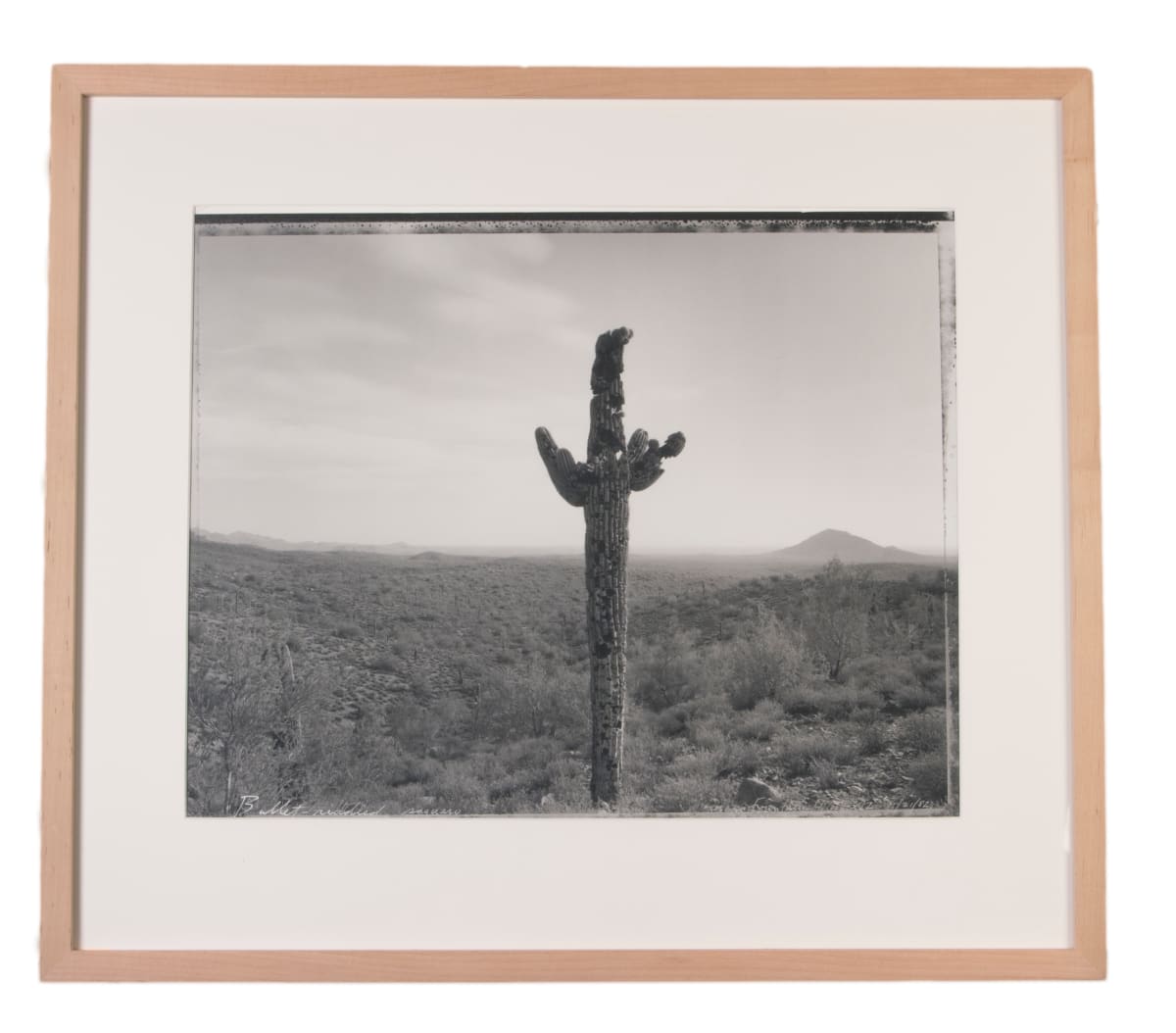 Bullet Riddled Saguaro, Near Fountain Hills, AZ 11/21/82 by Mark Klett 