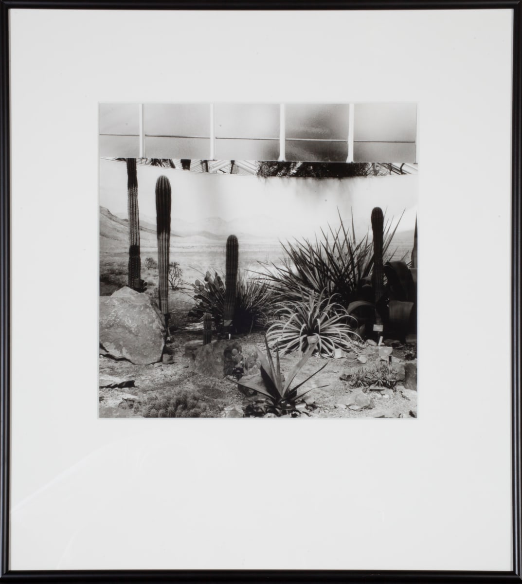 Desert Vista, Princess of Wales Conservatory by Dana Fritz 