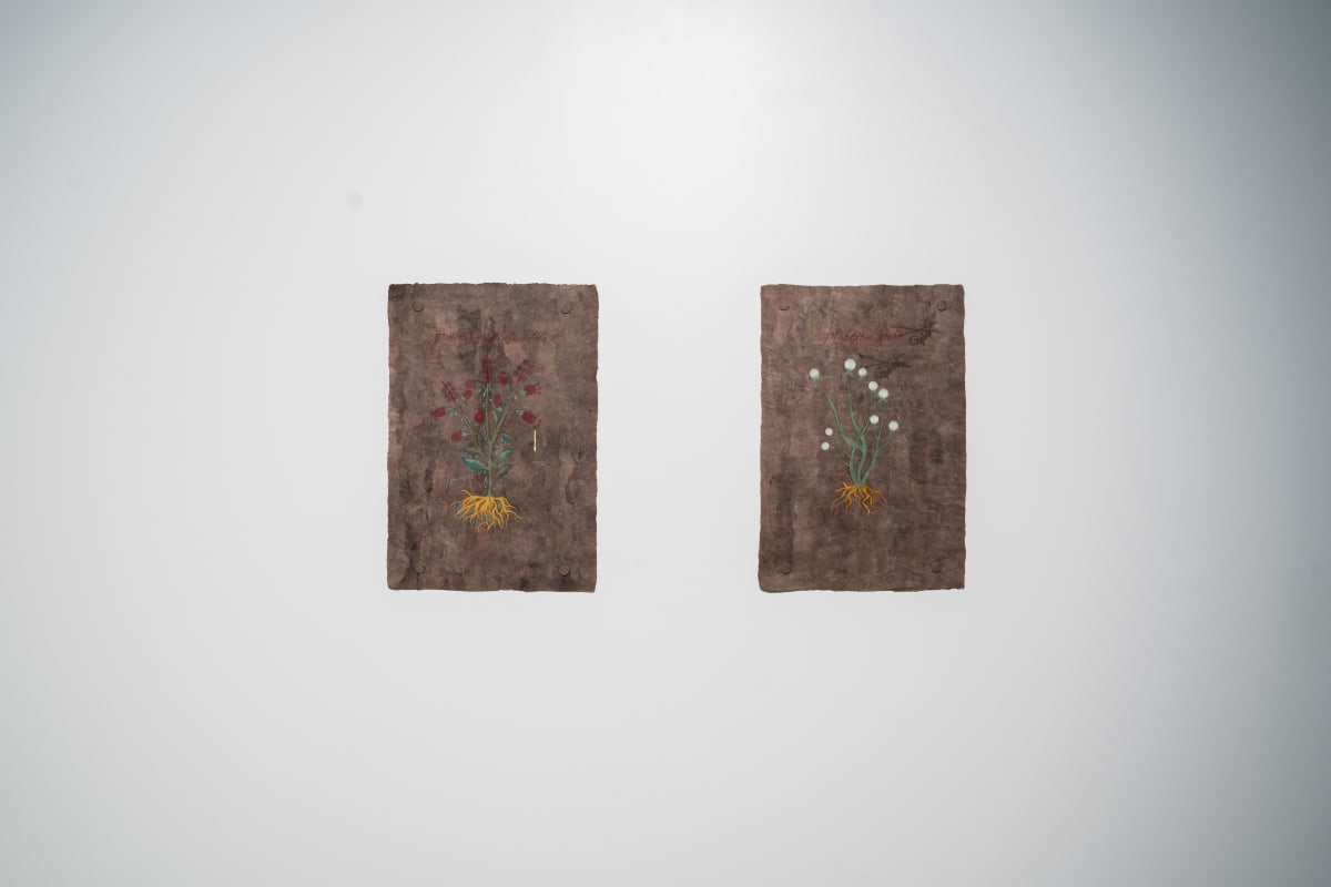 Installation View: Plantas medicinales para el susto by Sandy Rodriguez 