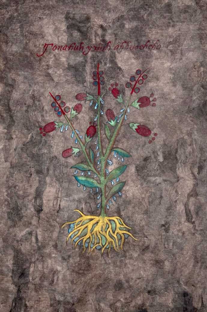 Plantas medicinales para el susto No. 1 (Tonatiuh yxiuh ahhuachcho) by Sandy Rodriguez 