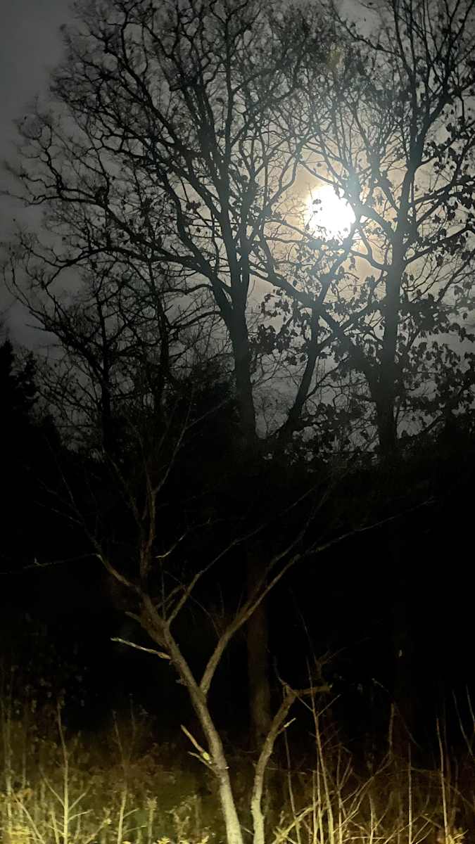 Full moon through the trees by Alice Eckles 