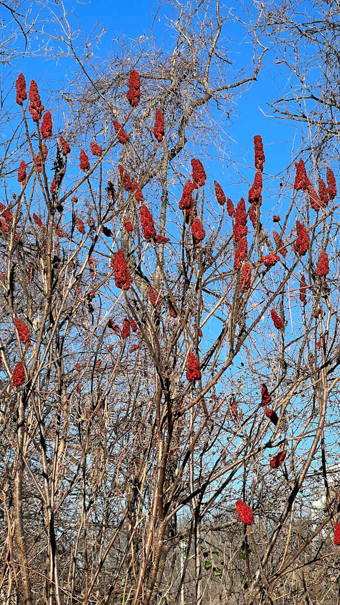 Sumac against blue sky by Alice Eckles 