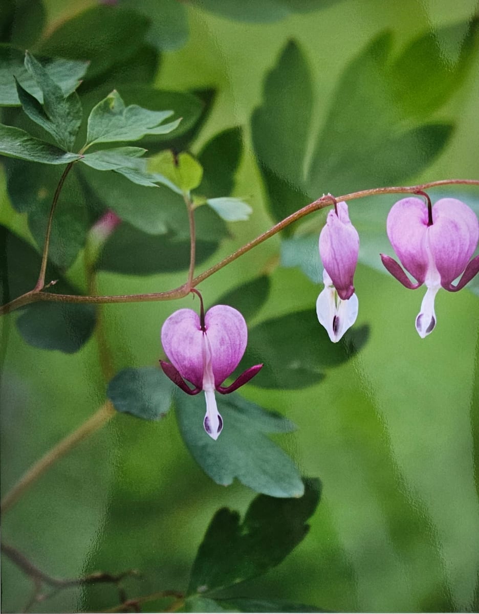 My Bleeding Heart II by Beth Steeples 