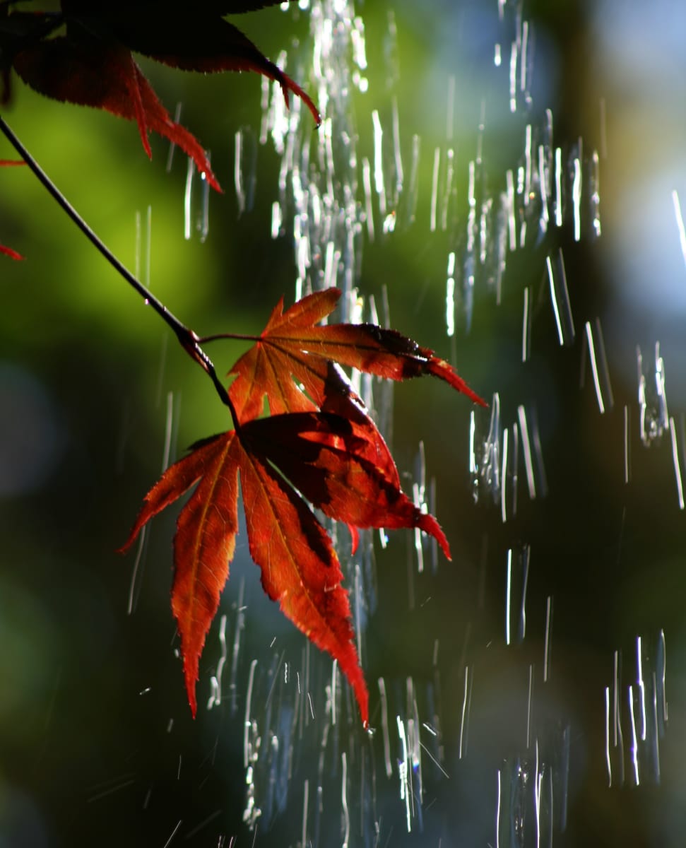 Maple Leaf in Waterfall II by Beth Steeples 
