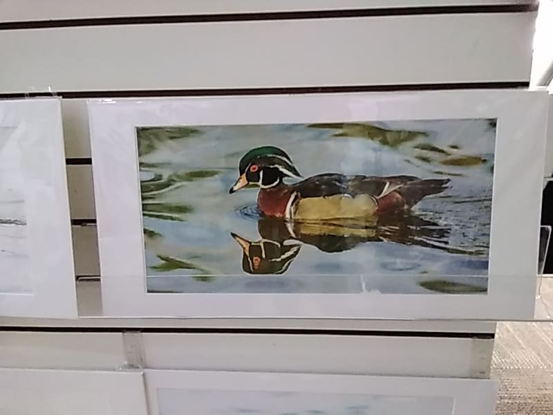male wood duck in Michigan by Bob Ratcliff 
