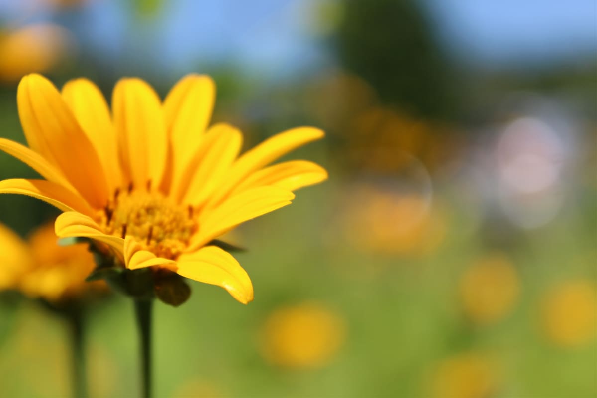 Macro Yellow Flower with Bokah by Amy Clark, Image 1.