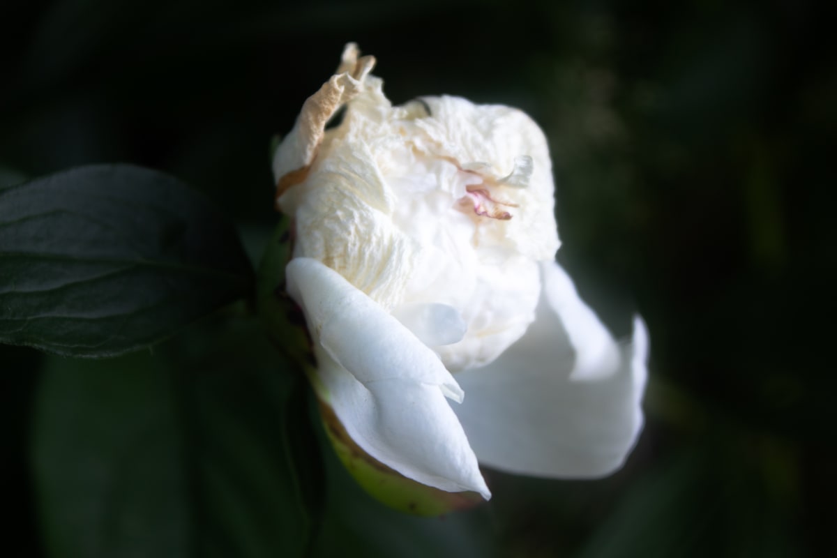 White Flower in Shadow 3 by Amy Clark 