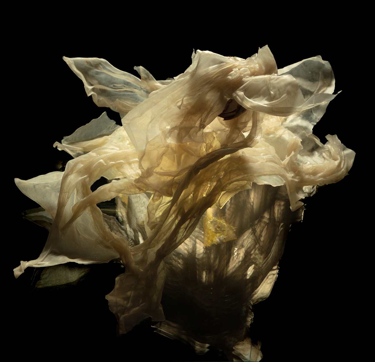 Primordial by Lori Illner Greene, Image 1.