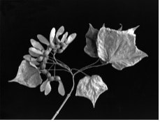 Maple Stem  |  Blandinsville, IL by Tim Schroll 