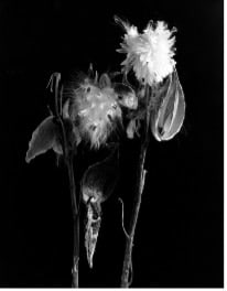 Milkweed | McDonough Co., IL by Tim Schroll 