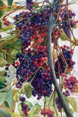 Niagara Landing Grapes by Chris Abigt, Image 2.