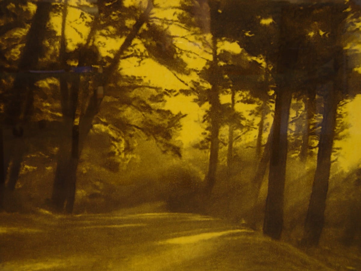 Tule Fog by Andrea Brewster, Seyed Alavi 