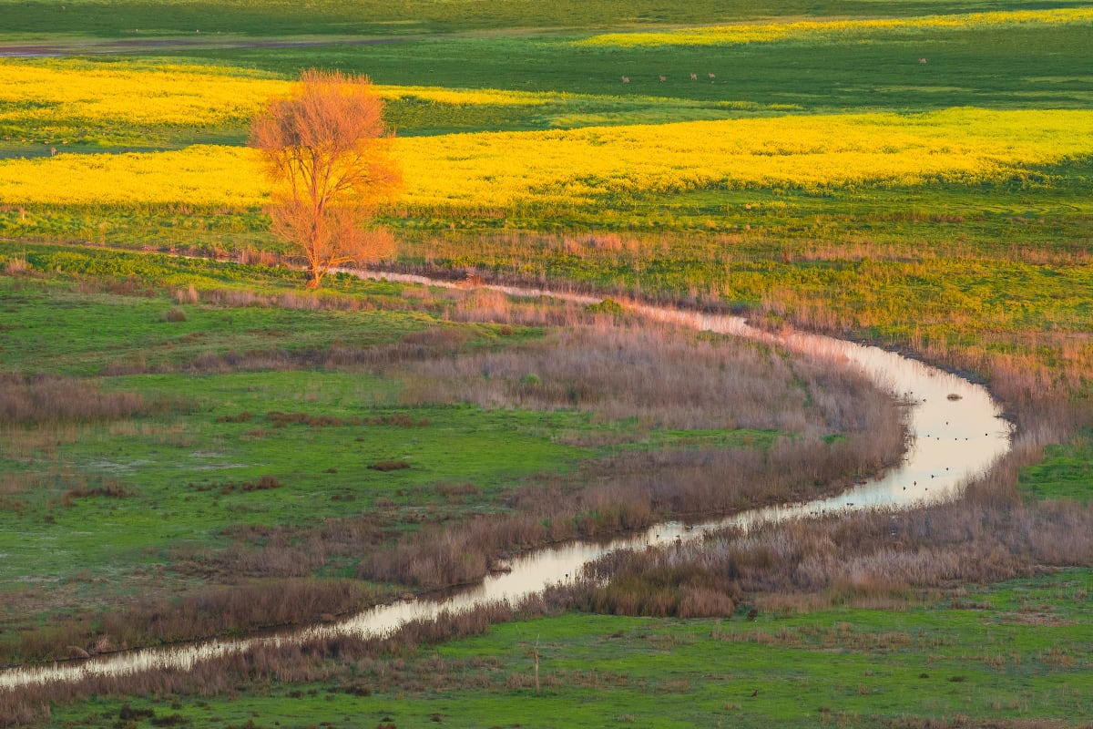 Bare Tree and Creek with Yellow Mustard Flowers at Sunset, Coyote Hills Regional Park, Alameda Co... by Rob Badger 