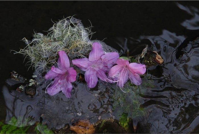Acid Rain - Dark Moss by Hagit Cohen 