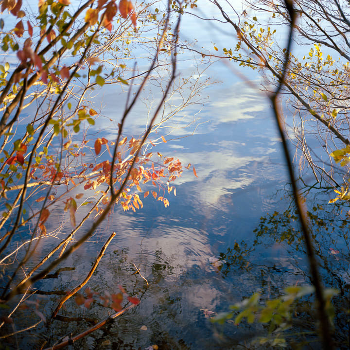 Walden Pond by Janet Delaney 