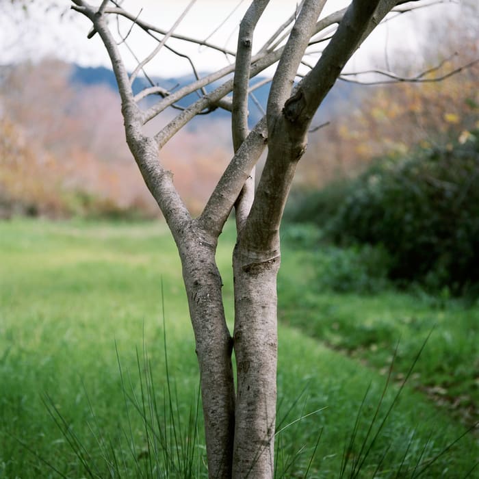 Young Alders, Bolinas Lagoon by Janet Delaney 